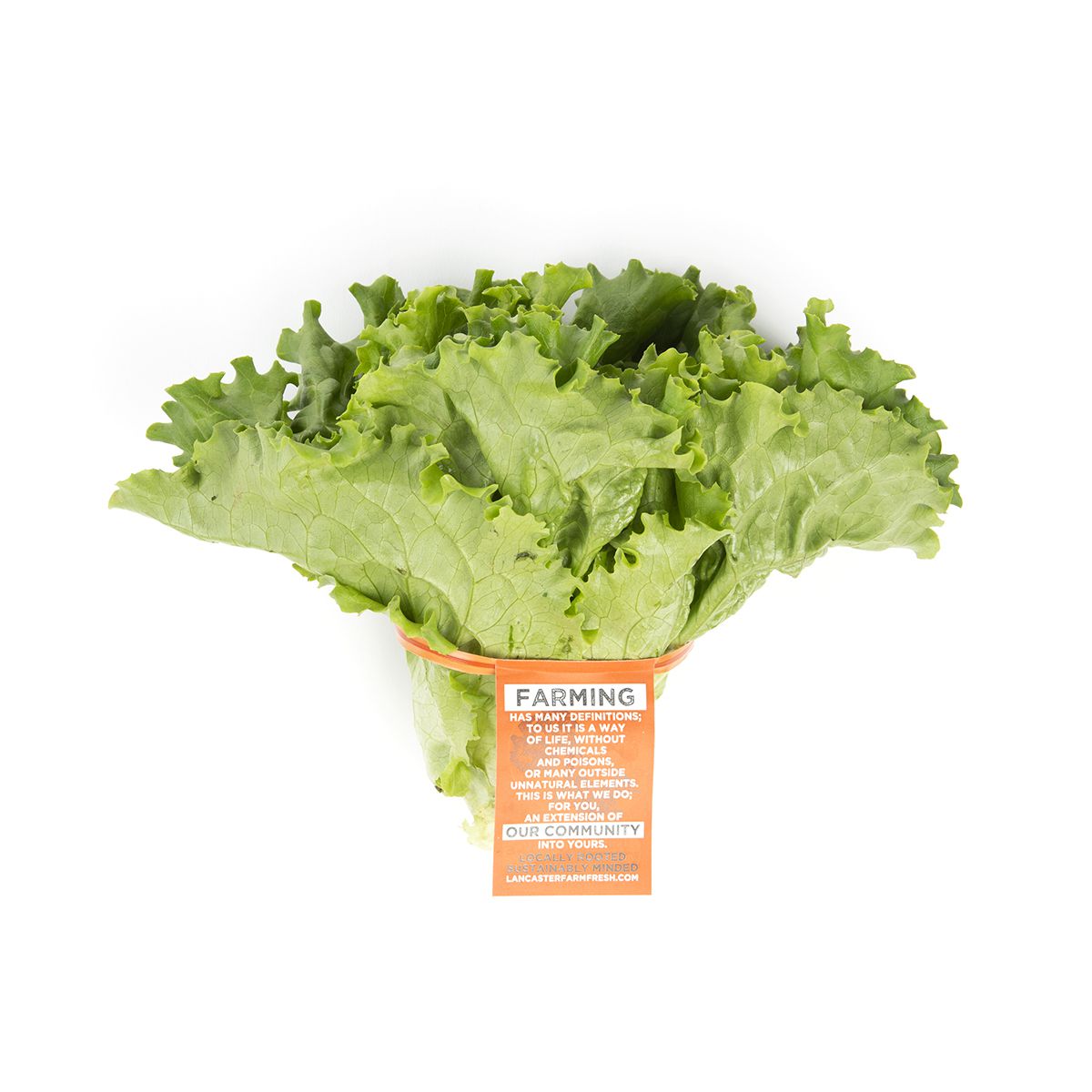 Wholesale Lancaster Farm Fresh Organic Green Leaf Lettuce- Bulk
