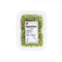 Wholesale Koppert Cress Micro Green Mustard- Bulk