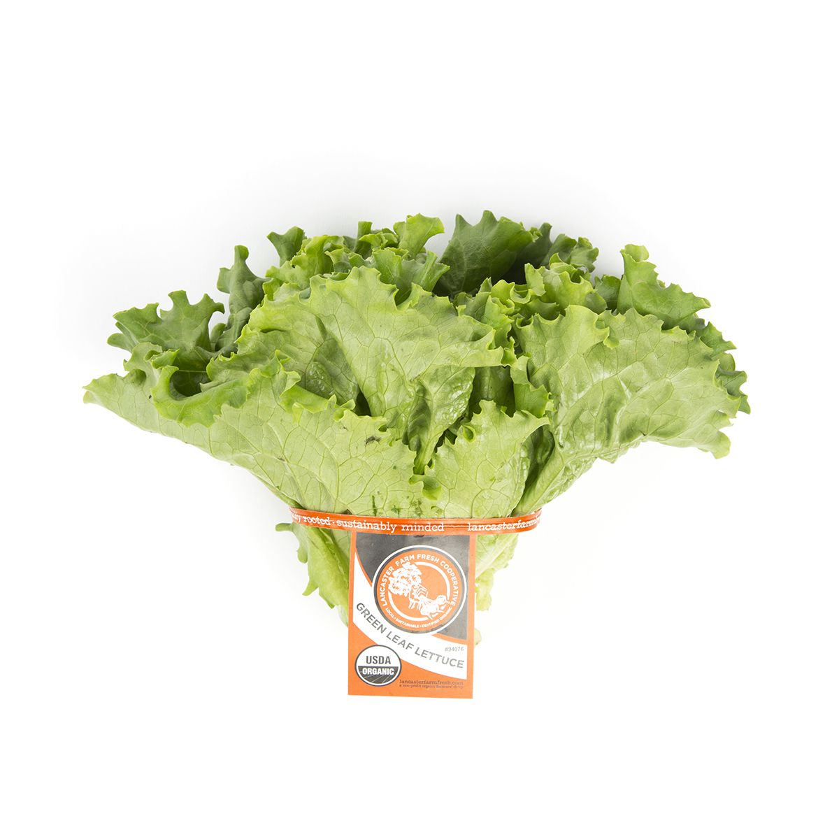 Wholesale Lancaster Farm Fresh Organic Green Leaf Lettuce- Bulk