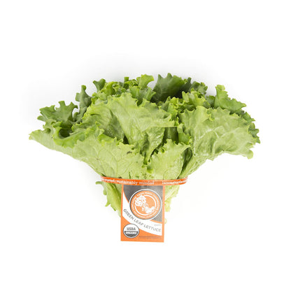 Wholesale Lancaster Farm Fresh Organic Green Leaf Lettuce- Bulk