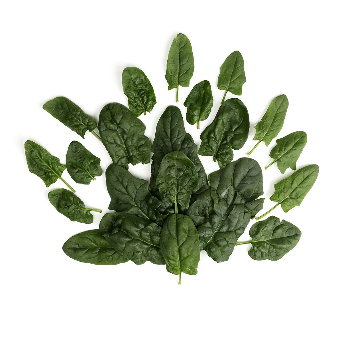 Wholesale County Line Harvest Organic Bloomsdale Spinach- Bulk