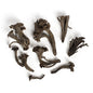 Wholesale BoxNCase Black Trumpet Mushrooms- Bulk