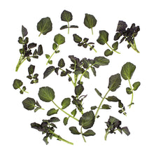 Wholesale B&W Red Watercress 1.5 lb- Bulk
