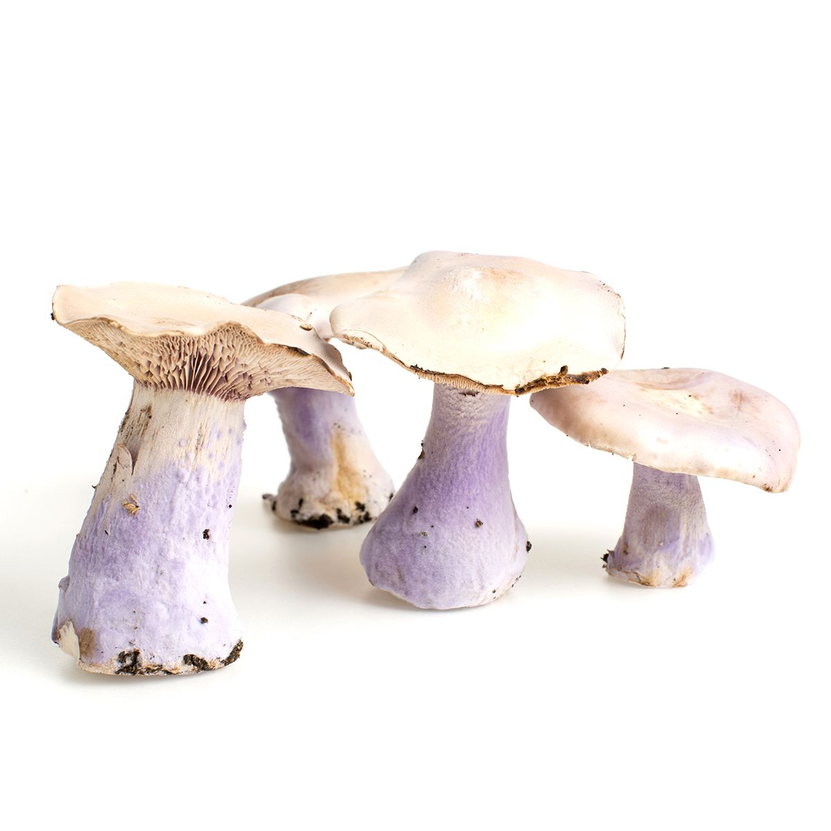 BoxNCase Bluefoot Mushrooms