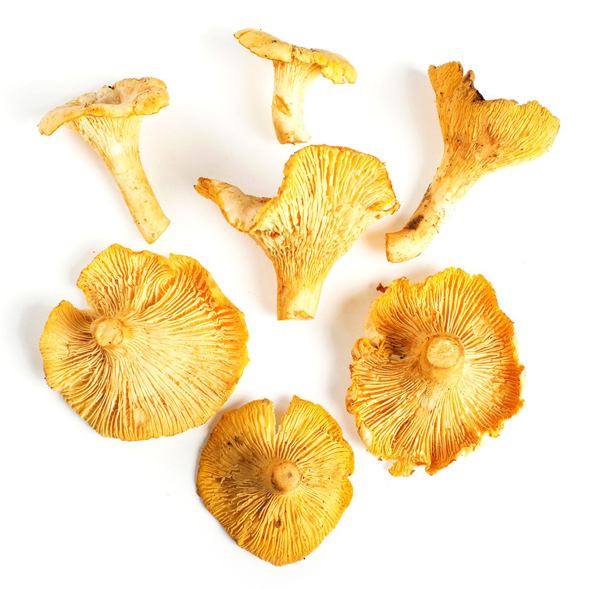 Wholesale BoxNCase Chanterelle Mushrooms-3 LB Bulk