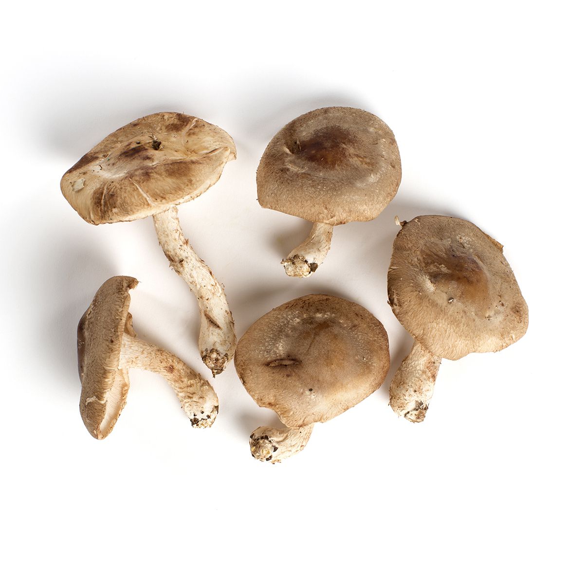 BoxNCase Baby Shiitake Mushrooms
