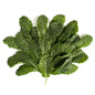 Wholesale BoxNCase Baby Lacinato Kale- Bulk