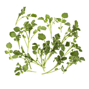 Wholesale B&W Bunched Watercress 6 ct-24 CT Bulk