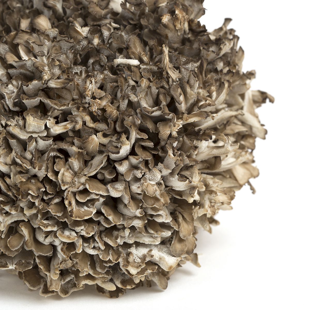 Wholesale BoxNCase Extra Large Maitake/Hen of the Woods Mushrooms-3 LB Bulk