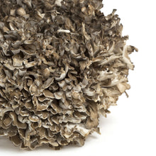 Wholesale BoxNCase Extra Large Maitake/Hen of the Woods Mushrooms- Bulk