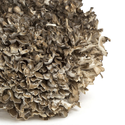 Wholesale BoxNCase Extra Large Maitake/Hen of the Woods Mushrooms-3 LB Bulk