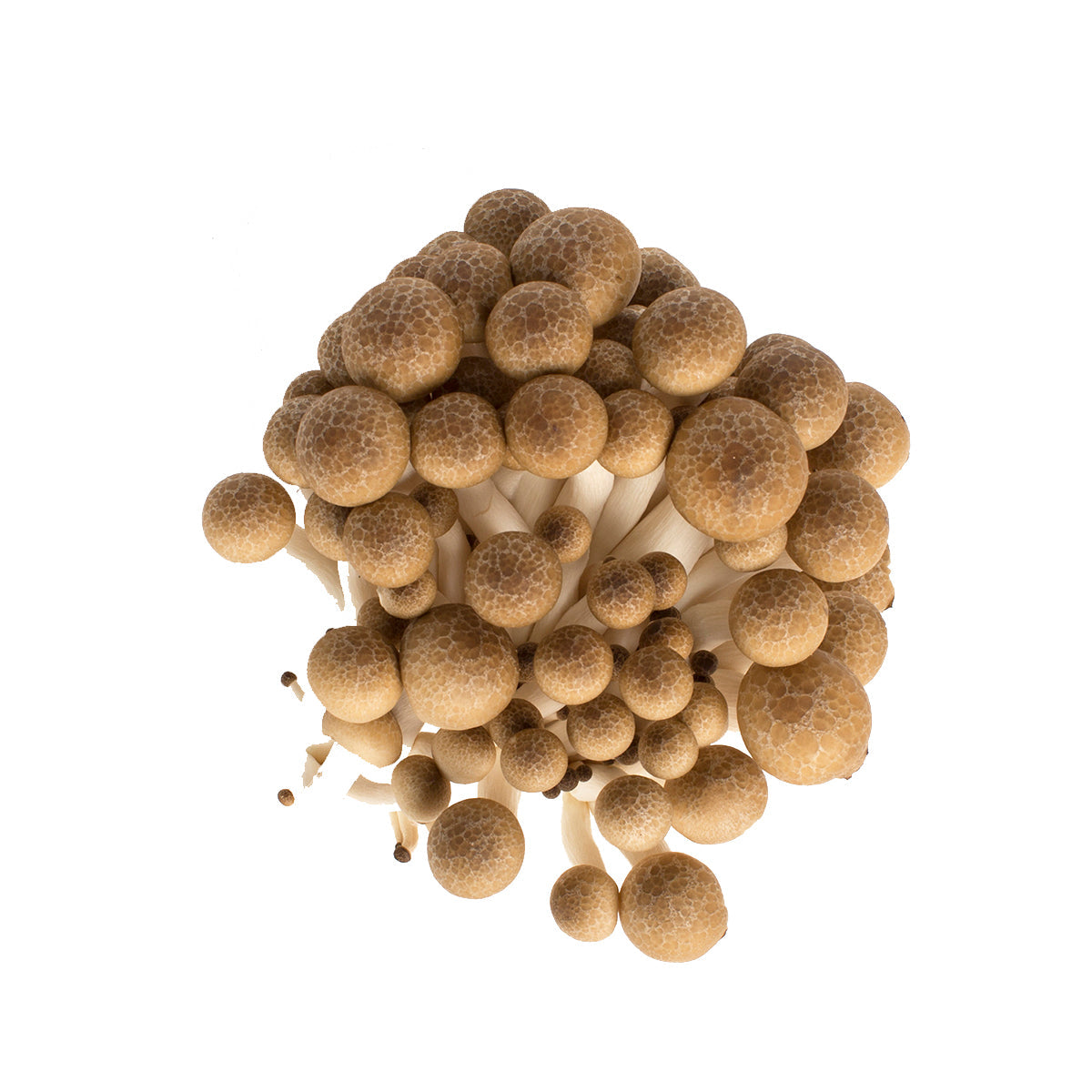 Wholesale BoxNCase Brown Hon Shimeji Mushrooms 5 OZ- Bulk