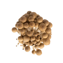 Wholesale BoxNCase Brown Hon Shimeji Mushrooms 5 OZ- Bulk