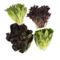 Wholesale Tanimura & Antle Artisan Mini Head Lettuce- Bulk