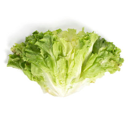 Wholesale BoxNCase Imported Italian Escarole- Bulk