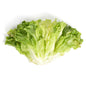 Wholesale BoxNCase Imported Italian Escarole- Bulk