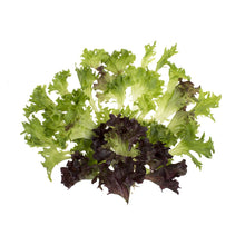 Wholesale Mann Packing Arcadian Harvest Mix 3 LB- Bulk