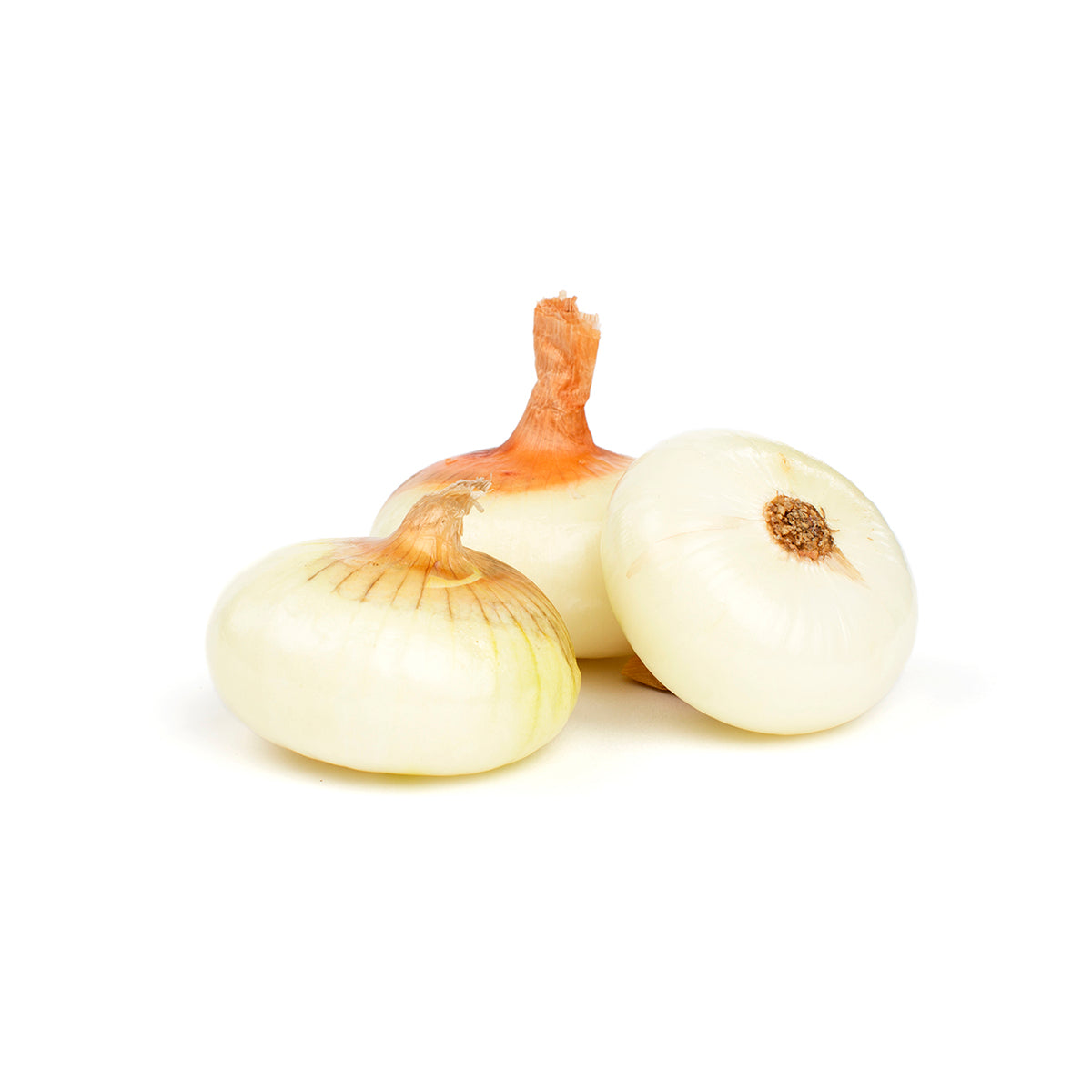 Wholesale BoxNCase Cipollini Onions 12- Bulk