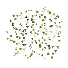 Wholesale BoxNCase Micro Red Mustard Greens- Bulk