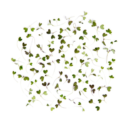 Wholesale BoxNCase Micro Red Mustard Greens- Bulk