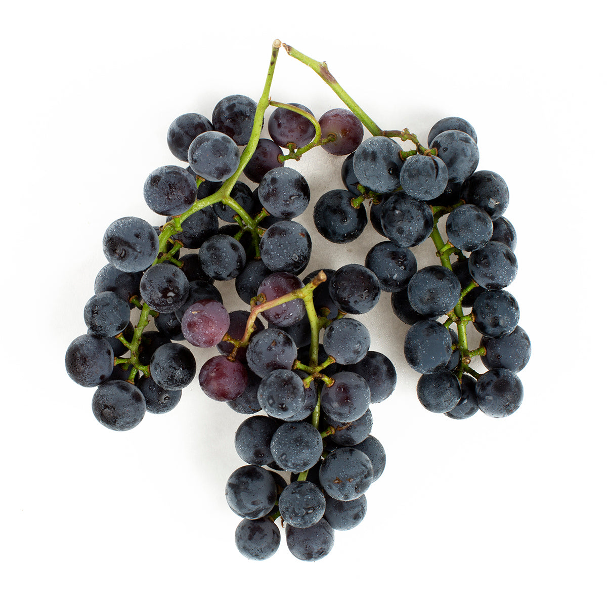 Wholesale BoxNCase Concord Grapes 1 LB- Bulk
