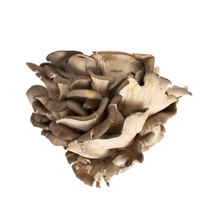 Wholesale BoxNCase Oyster Mushrooms-5 LB Bulk