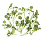 Wholesale B&W Bunched Watercress- Bulk