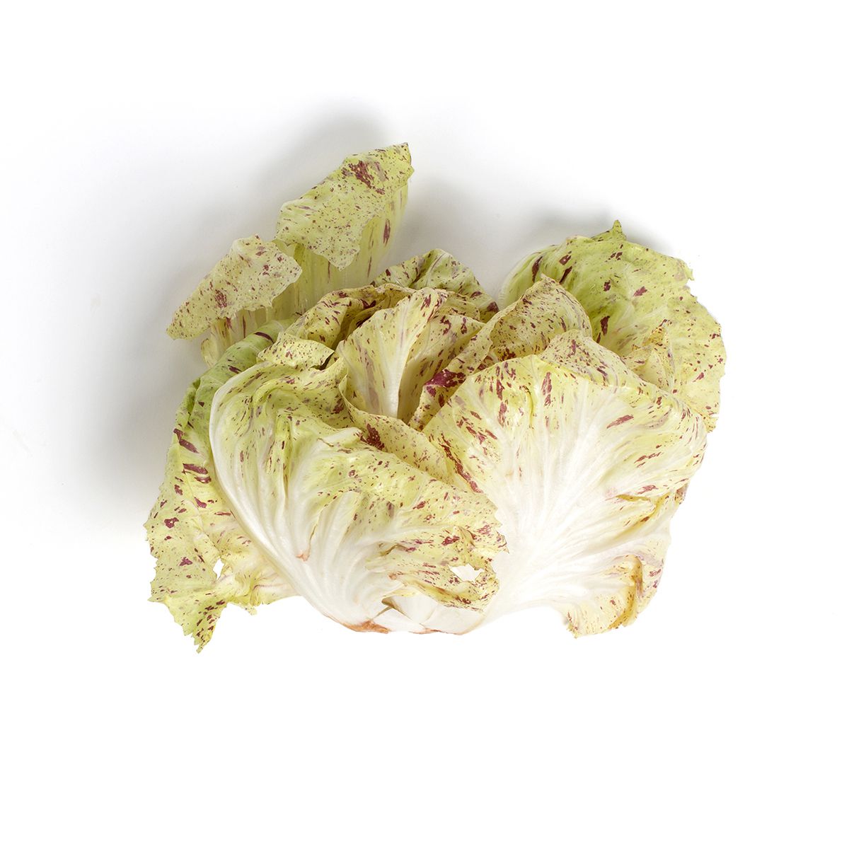 Wholesale J. Marchini Farms California Castelfranco Radicchio-12 Ct Case Bulk