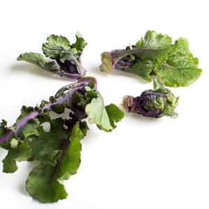 Wholesale Salad Savoy Lollipop Kale Sprouts-4 LB Bulk