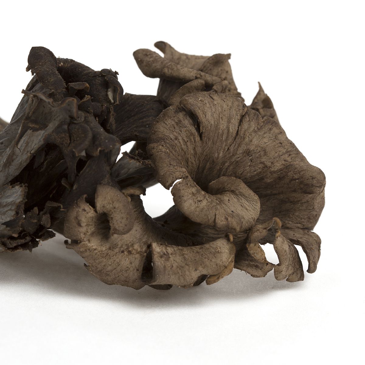 Wholesale BoxNCase Black Trumpet Mushrooms- Bulk