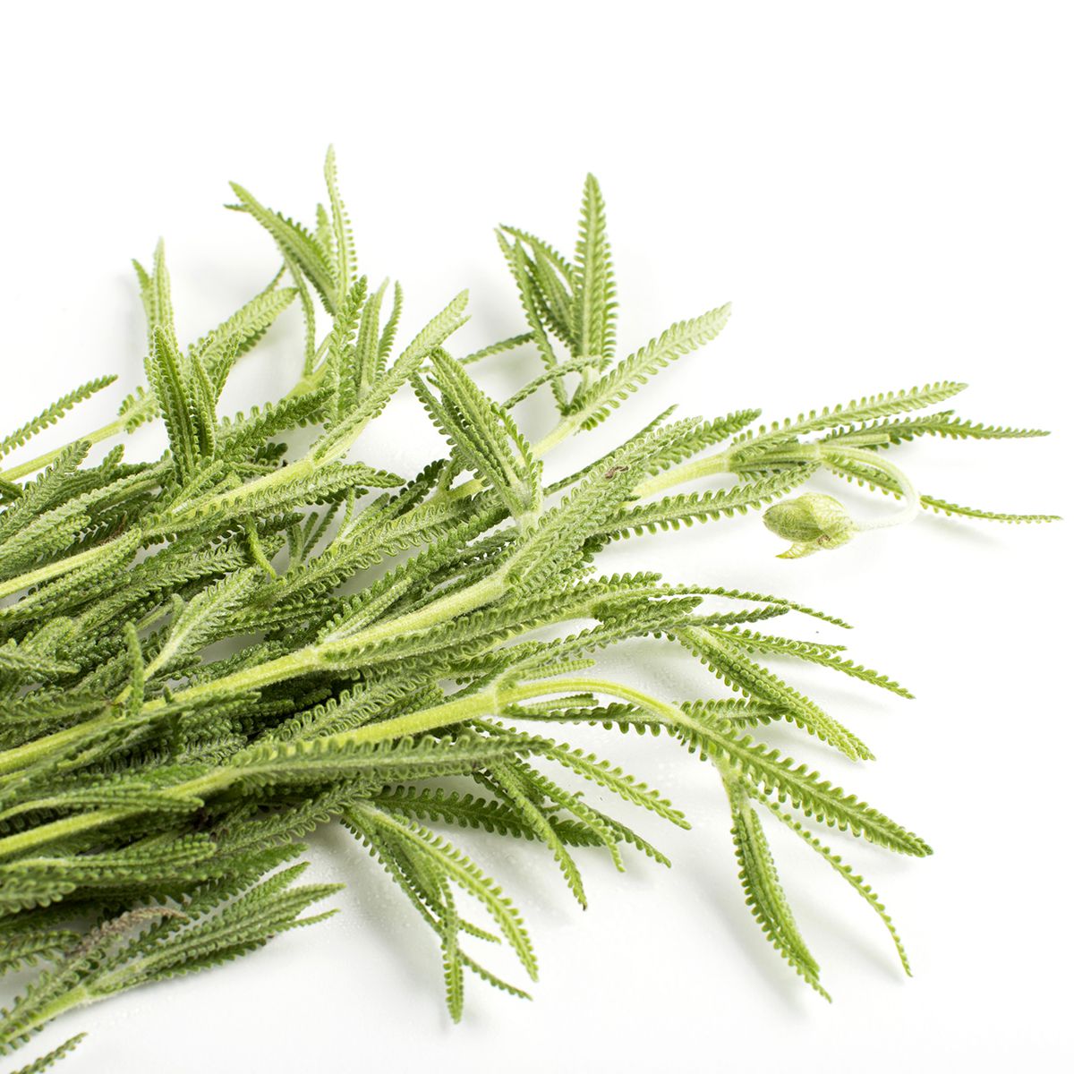 Wholesale BoxNCase Lavender- Bulk