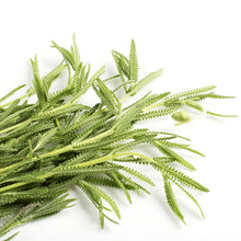 Wholesale BoxNCase Lavender- Bulk