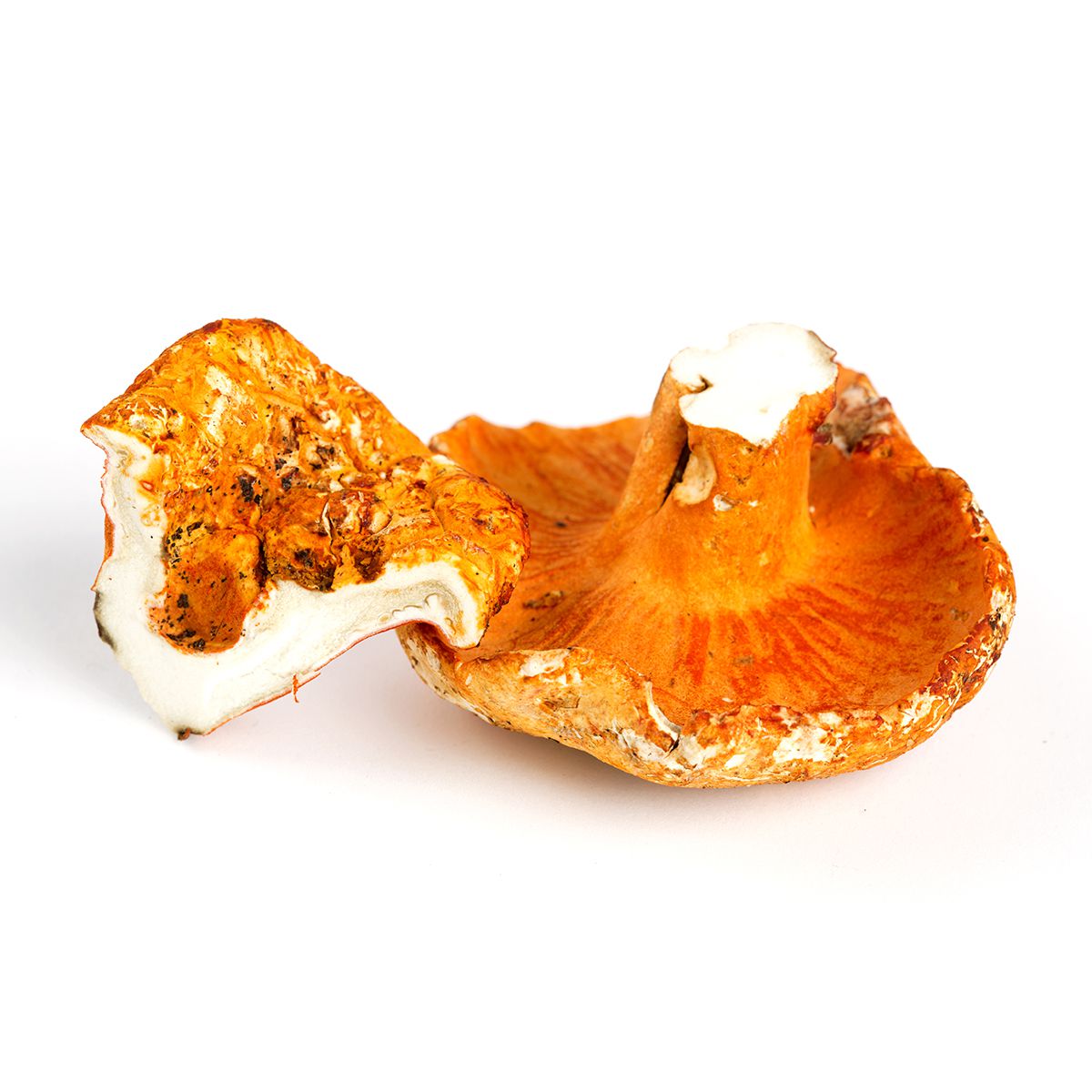 Wholesale BoxNCase Lobster Mushrooms 3 lb Pack- Bulk