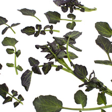Wholesale B&W Red Watercress 1.5 lb- Bulk