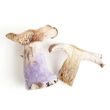 Wholesale BoxNCase Bluefoot Mushrooms- Bulk