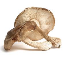 Wholesale BoxNCase Baby Shiitake Mushrooms- Bulk