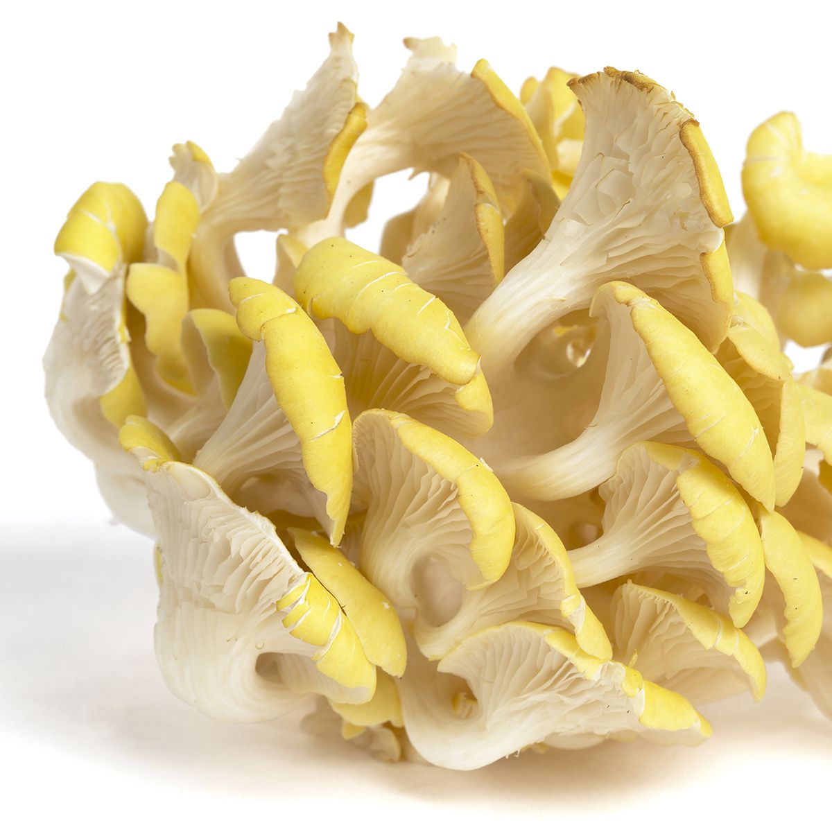 Wholesale BoxNCase Yellow Oyster Mushrooms-3 LB Bulk