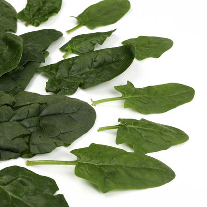 Wholesale County Line Harvest Organic Bloomsdale Spinach- Bulk