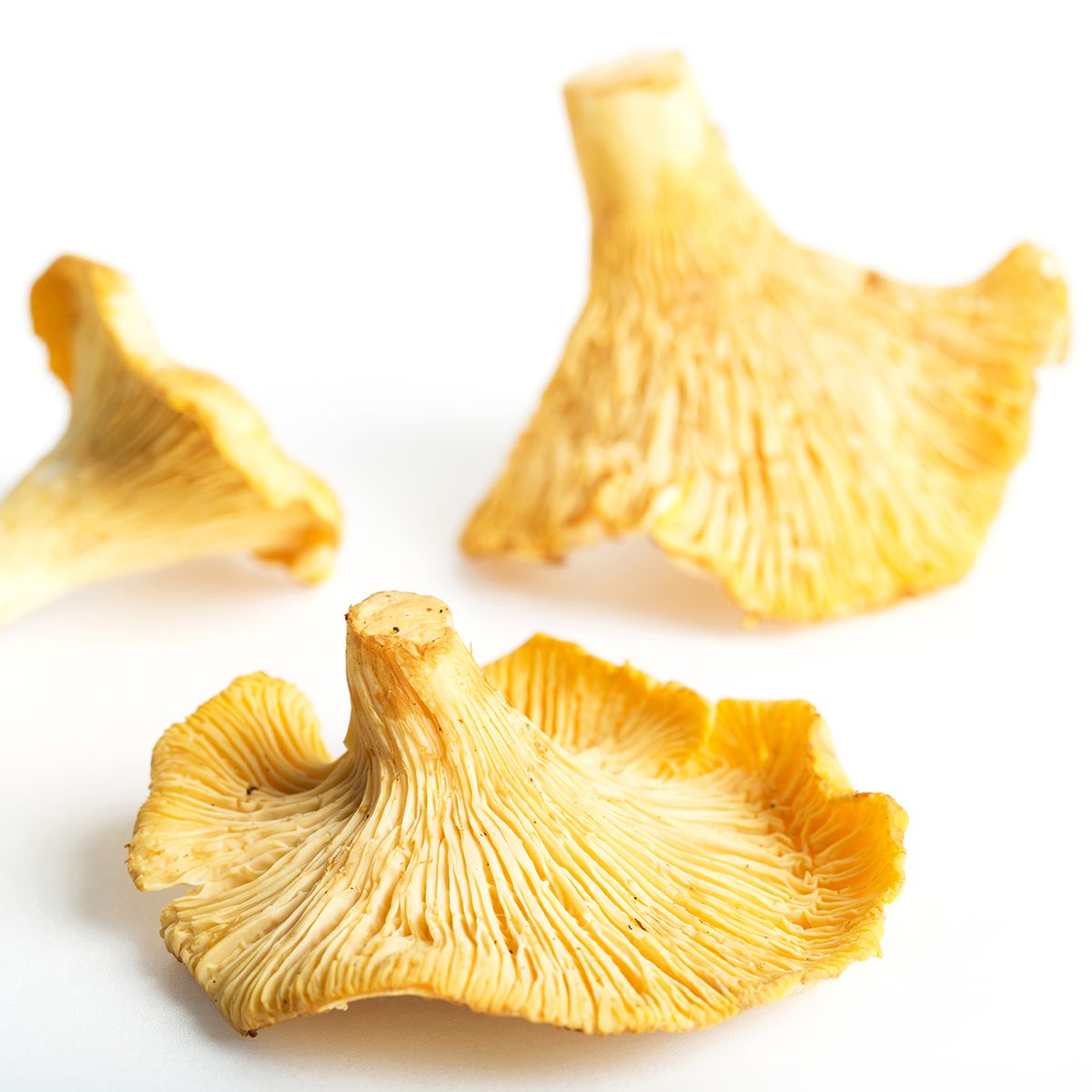 Wholesale BoxNCase Chanterelle Mushrooms- Bulk