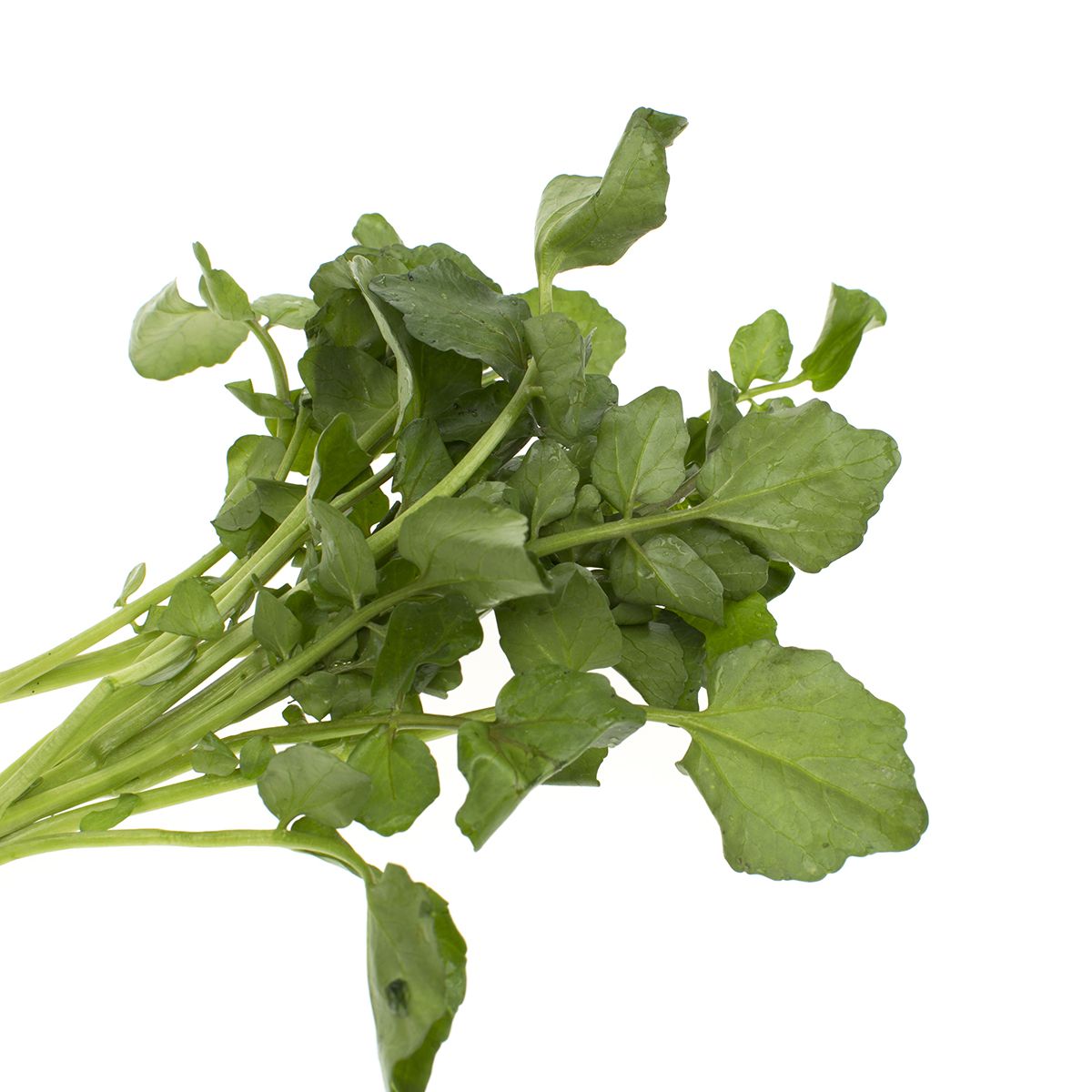 Wholesale B&W Bunched Watercress- Bulk
