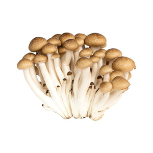 Wholesale BoxNCase Brown Hon Shimeji Mushrooms-3 LB Bulk