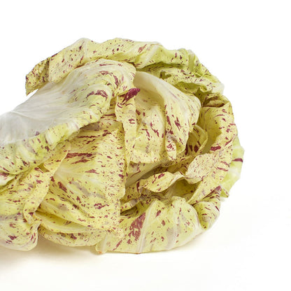 Wholesale J. Marchini Farms California Castelfranco Radicchio- Bulk