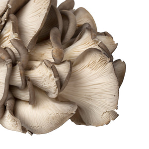 Wholesale BoxNCase Oyster Mushrooms-5 LB Bulk