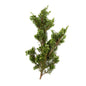 Wholesale Meadows And More Wild Juniper Sprigs- Bulk