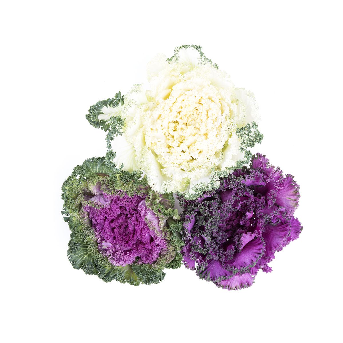 Wholesale Salad Savoy Decorative Kale- Bulk