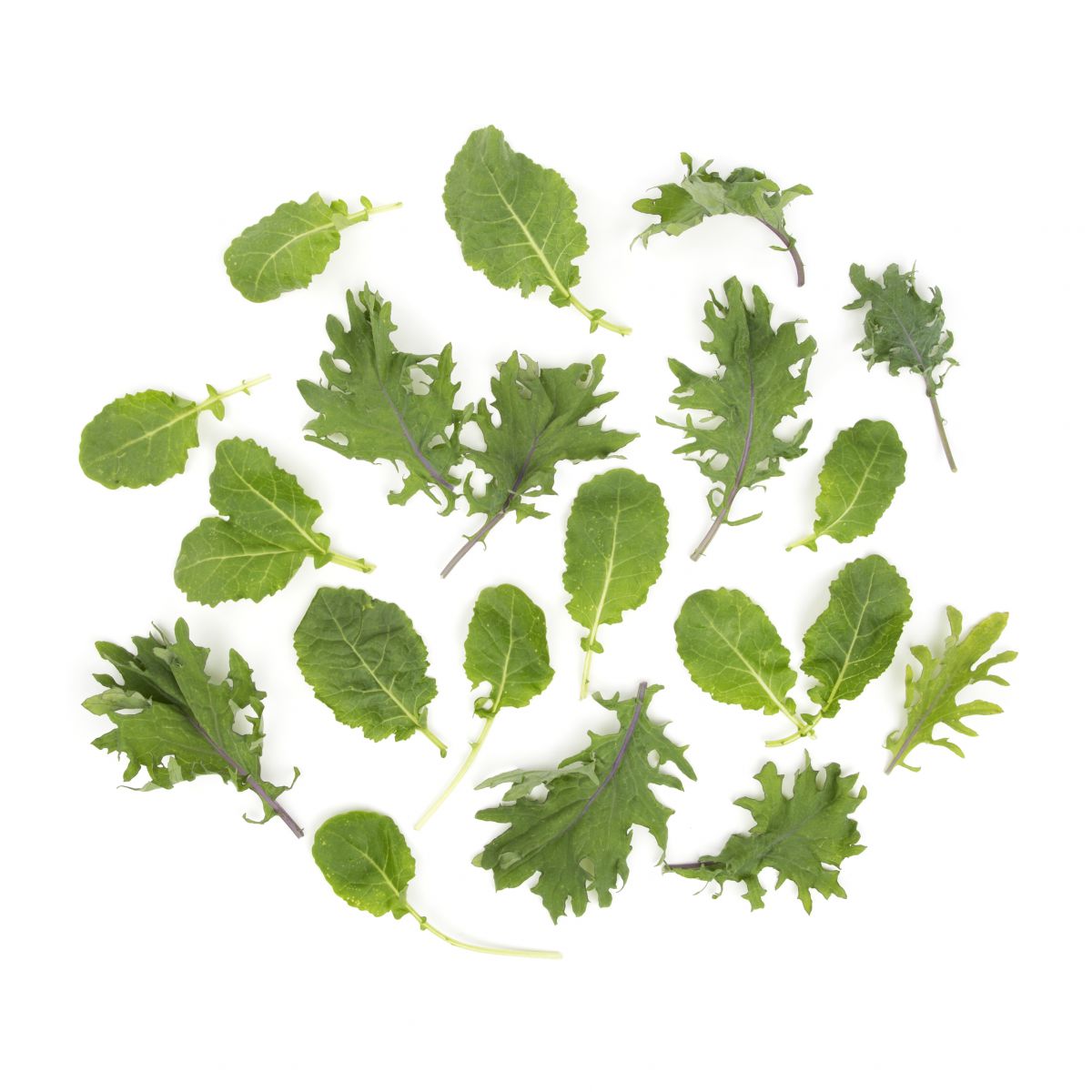 Wholesale BoxNCase Baby Green Kale- Bulk