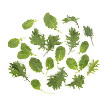 Wholesale BoxNCase Baby Green Kale- Bulk