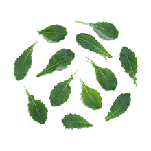 Wholesale B&W Baby Green Kale- Bulk