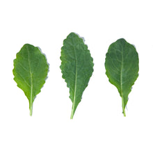 Wholesale B&W Baby Green Kale- Bulk