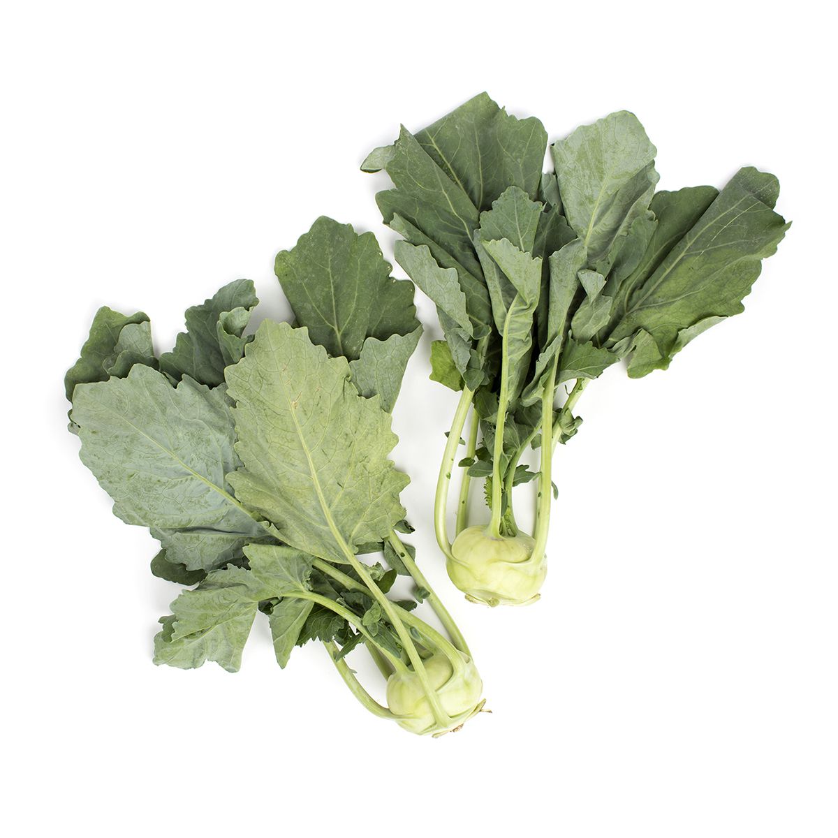 Wholesale BoxNCase Kohlrabi- Bulk